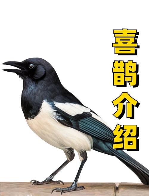 梦见喜鹊象征好运，解析详解提升运势的心理暗示