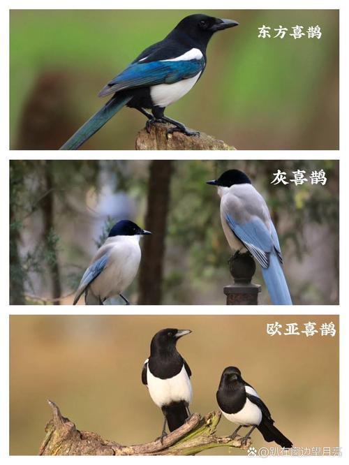 梦见喜鹊象征好运，解析详解提升运势的心理暗示