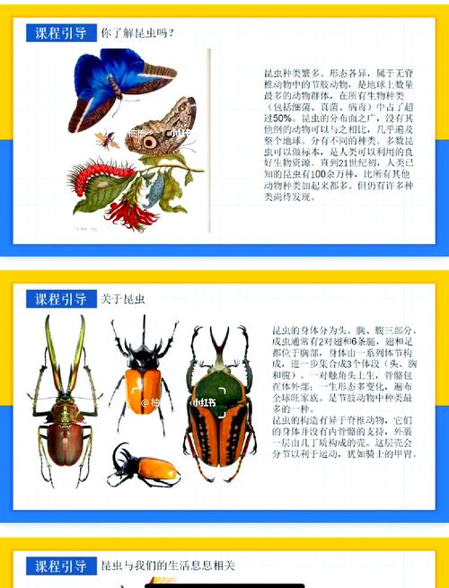 梦见甲虫的深度解析解码梦境背后的真正含义与心理暗示