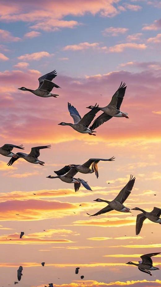 梦见大雁寓意深远，探秘奇妙梦境带来心灵成长体验！