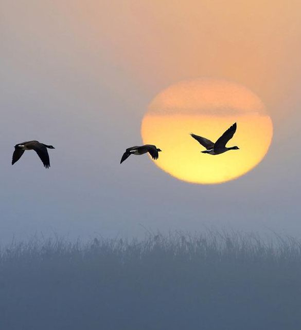 梦见大雁寓意深远，探秘奇妙梦境带来心灵成长体验！