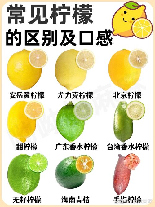 梦见柠檬预示哪些含义?解读潜在心理与生活暗示 梦见柠檬预示哪些含义?解读潜在心理与生活暗示