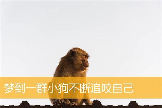 梦见疯狗代表哪些?深度解析梦境背后的心理暗示 梦见疯狗代表哪些?深度解析梦境背后的心理暗示