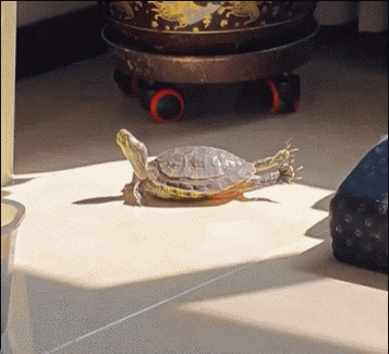 梦见乌龟晒太阳意味着哪些?解读其深层心理暗示,提升你的生活智慧 梦见乌龟晒太阳意味着哪些?解读其深层心理暗示,提升你的生活智慧