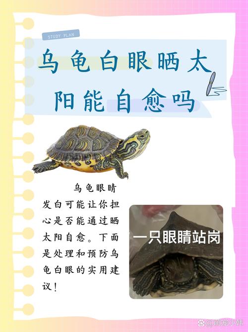 梦见乌龟晒太阳意味着哪些?解读其深层心理暗示,提升你的生活智慧 梦见乌龟晒太阳意味着哪些?解读其深层心理暗示,提升你的生活智慧