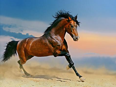 梦见骑马奔跑预示着哪些?揭开解梦背后的心理密码! 梦见骑马奔跑预示着哪些?揭开解梦背后的心理密码!