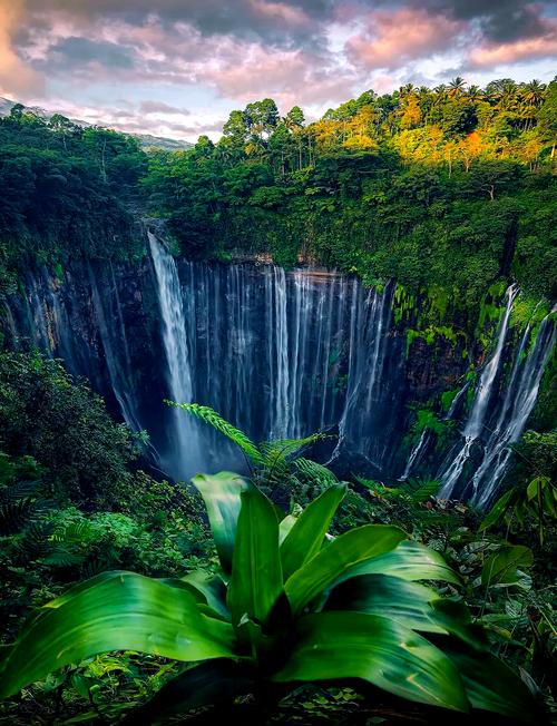 梦见热带雨林解读5大心理暗示与自然联想 梦见热带雨林解读5大心理暗示与自然联想