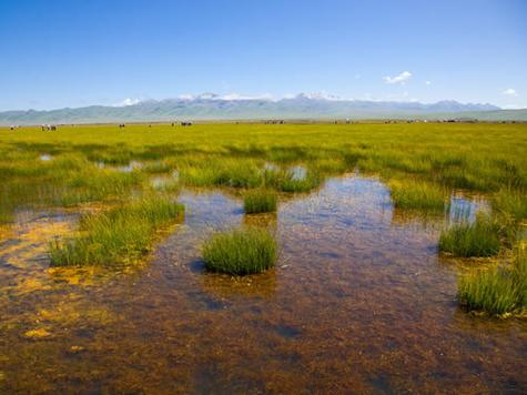 解密梦见沼泽预示10个心理象征与解释 解密梦见沼泽预示10个心理象征与解释