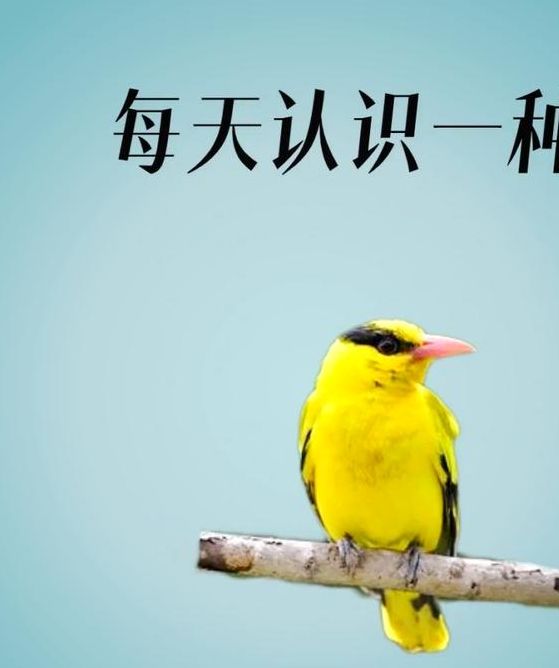 梦见黄鹂寓意解析好运降临还是困惑预示? 梦见黄鹂寓意解析好运降临还是困惑预示?