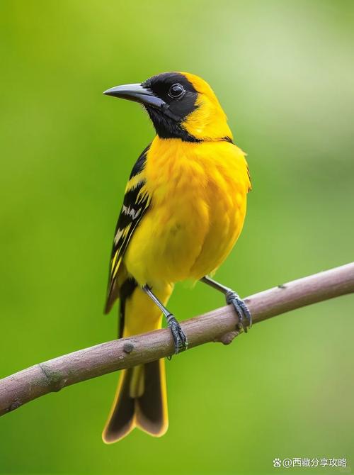 梦见黄鹂寓意解析好运降临还是困惑预示? 梦见黄鹂寓意解析好运降临还是困惑预示?