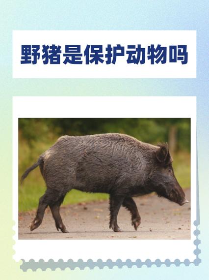 解密梦见野猪象征意义，提升心理健康认知力