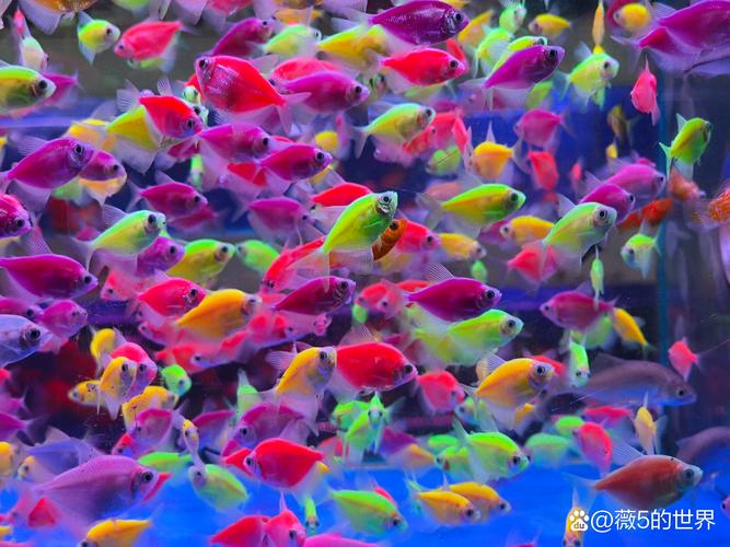 梦见五彩鱼代表的5种意义及其解析技巧