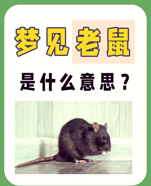 梦见捕鼠器意味着哪些？解读潜意识中的焦虑与解决方法