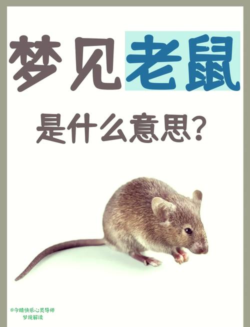 梦见捕鼠器意味着哪些？解读潜意识中的焦虑与解决方法