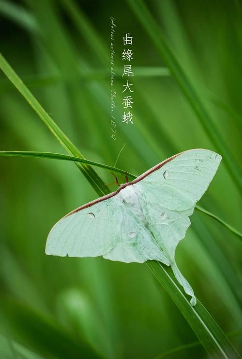 梦见飞娥象征意义揭秘5个你不知道的潜意识信号 梦见飞娥象征意义揭秘5个你不知道的潜意识信号
