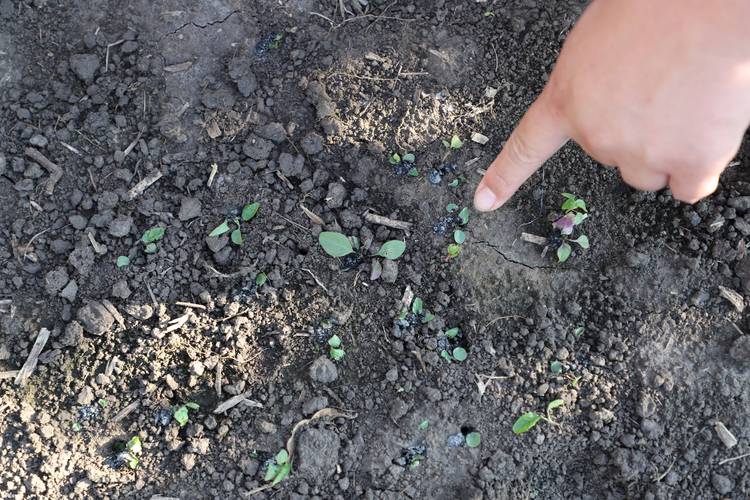梦见除草预示哪些？揭秘背后隐藏的心理暗示