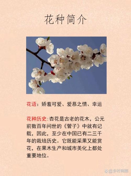 梦见杏花开含义揭秘权威解读梦境象征与心理分析