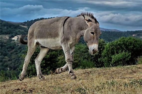 梦见驴子象征着哪些？解读背后深层意义及运势影响