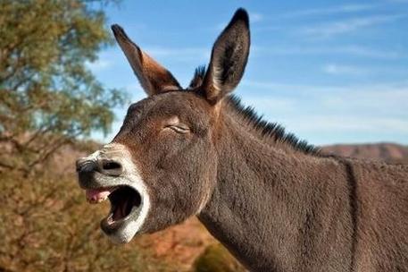 梦见驴子象征着哪些？解读背后深层意义及运势影响