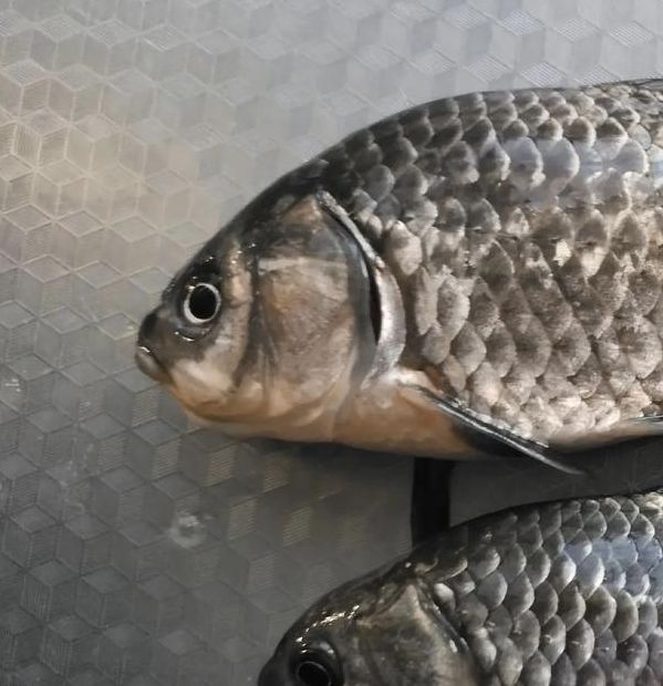 梦见捉鲫鱼意味着哪些？解读梦境中的财富暗示