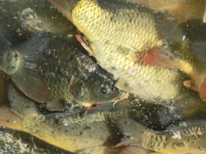 梦见捉鲫鱼意味着哪些？解读梦境中的财富暗示