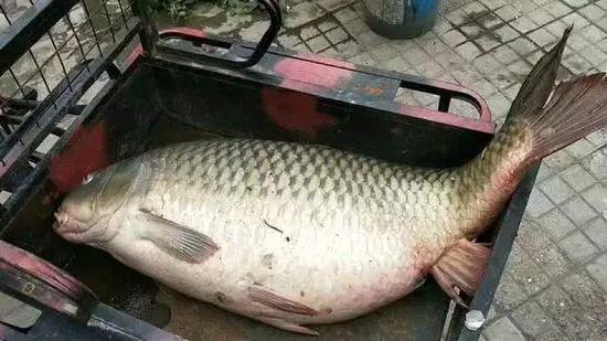 梦见捉鲫鱼意味着哪些？解读梦境中的财富暗示