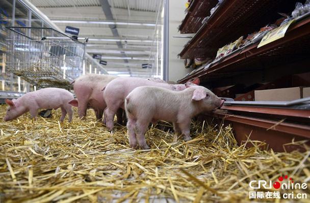 梦见猪圈寓意解析潜意识财富信号与心理暗示分析 梦见猪圈寓意解析潜意识财富信号与心理暗示分析