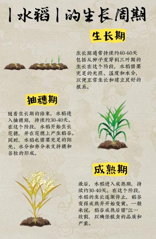 解梦专家揭秘梦见水稻的5个深层心理象征 解梦专家揭秘梦见水稻的5个深层心理象征