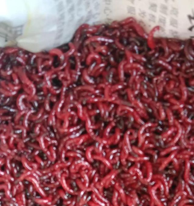 梦见红虫象征意义心理暗示与好运并存的解读 梦见红虫象征意义心理暗示与好运并存的解读