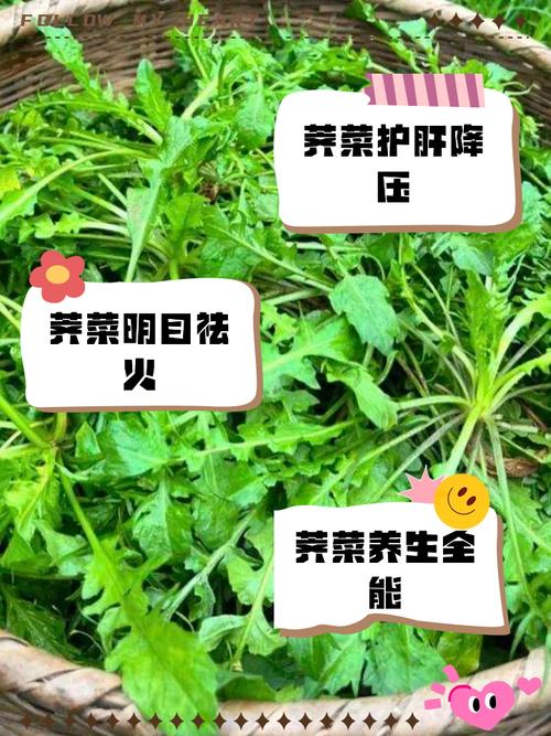 梦见荠菜的5种寓意解析,揭示生活启示 梦见荠菜的5种寓意解析,揭示生活启示