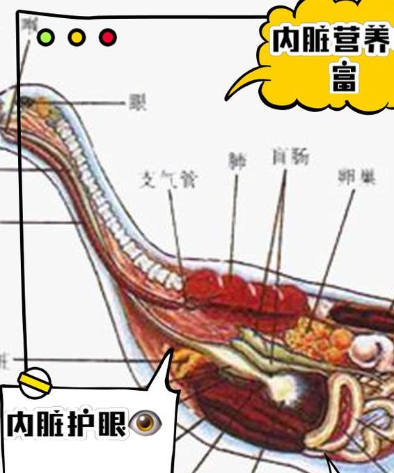 揭秘梦见动物内脏的5大寓意，心理解析让你不再困惑