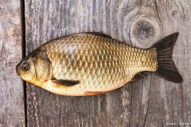 梦见鱼唐有哪些意义?揭秘鱼类视觉在梦境中的象征价值! 梦见鱼唐有哪些意义?揭秘鱼类视觉在梦境中的象征价值!