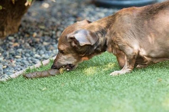 梦见狗吃屎意味着哪些？解读常见的梦境象征，了解背后的心理暗示