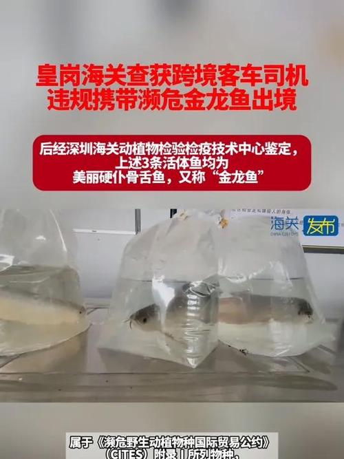 金龙鱼出境被查:揭秘2025年4月9日海关如何发现异常 金龙鱼出境被查:揭秘2025年4月9日海关如何发现异常