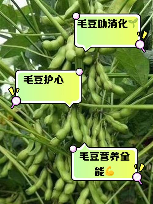 梦见毛豆解析提升运势的实用指南与健康益处
