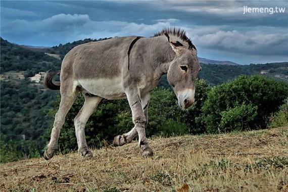 揭秘梦见被驴踢的5大象征意义及解梦技巧 揭秘梦见被驴踢的5大象征意义及解梦技巧