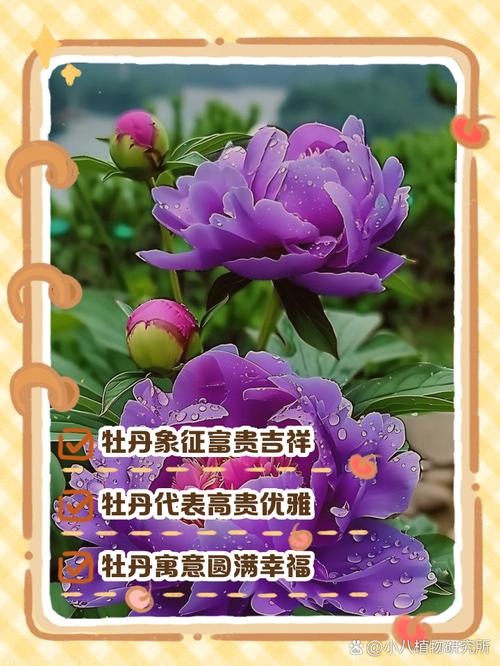 梦见天竺牡丹的5种象征意义与运势解读 梦见天竺牡丹的5种象征意义与运势解读