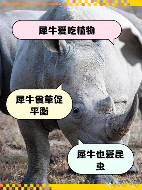 梦见犀牛预示哪些？揭示梦境深层含义与生活启示