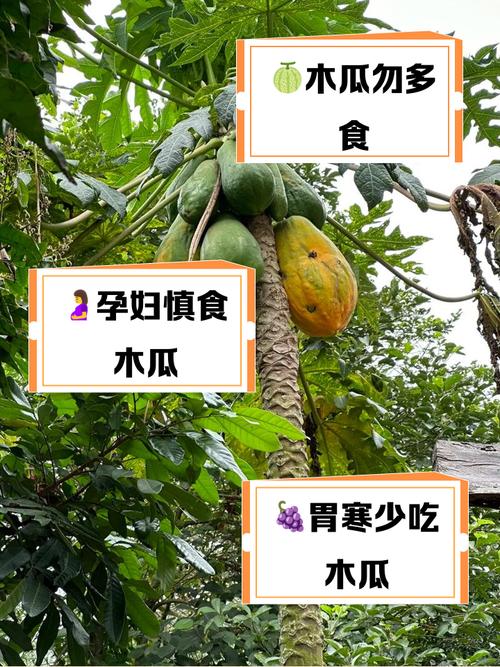 梦见木瓜预示着哪些?探索其深层次心理暗示 梦见木瓜预示着哪些?探索其深层次心理暗示