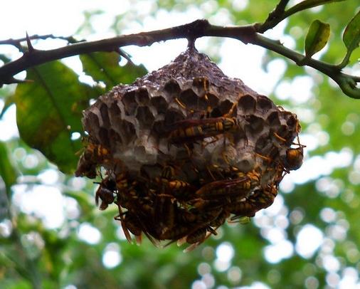 梦见蚂蜂窝象征心理 vs 现实生活如何解读？