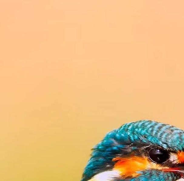 揭秘梦见翠鸟的象征意义，提升生活运势的小秘诀