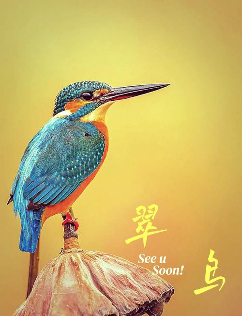 揭秘梦见翠鸟的象征意义，提升生活运势的小秘诀