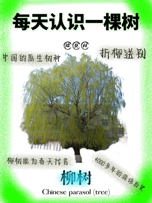 梦见垂柳的9个象征含义专业解读与应用建议