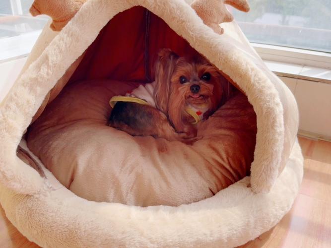 梦见狗窝意味着哪些？揭示隐秘心理暗示和实用解读