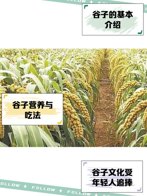 梦见打谷脱粒代表哪些？深入解读其象征意义及生活启示