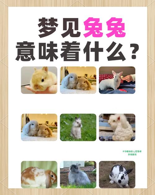 梦见兔子 vs 梦见猫解读梦境背后的心理暗示