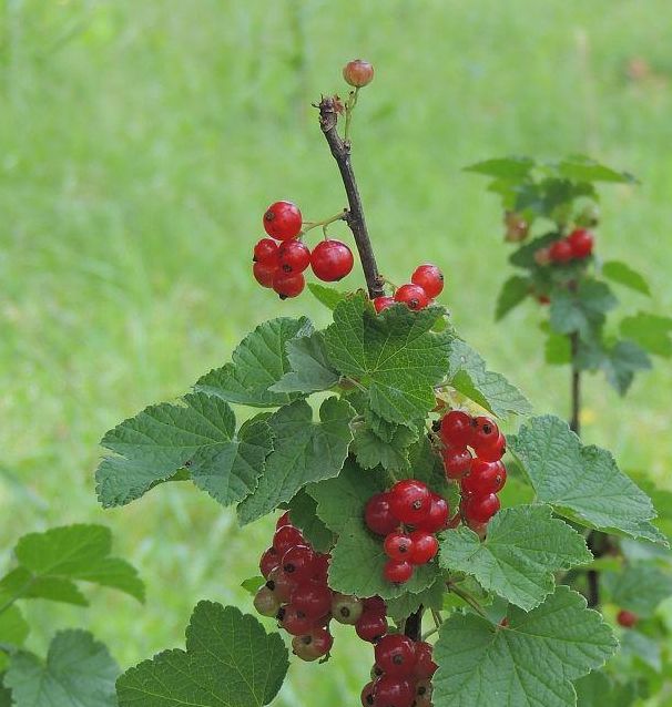 梦见醋栗树的5种寓意及其潜在心理解析