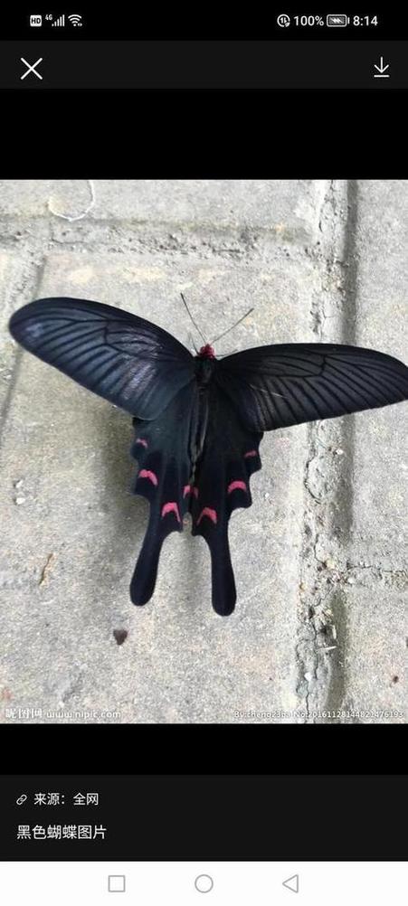梦见黑蝴蝶象征意义解析与心理暗示的对比分析