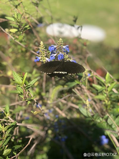 梦见黑蝴蝶象征意义解析与心理暗示的对比分析