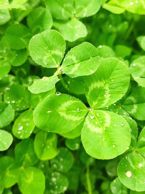 梦见三叶草代表哪些？揭秘梦境含义及高效解读方案